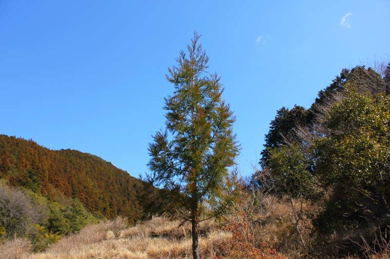 辺川の東の棚田の奥で、森林浴をしてきた
