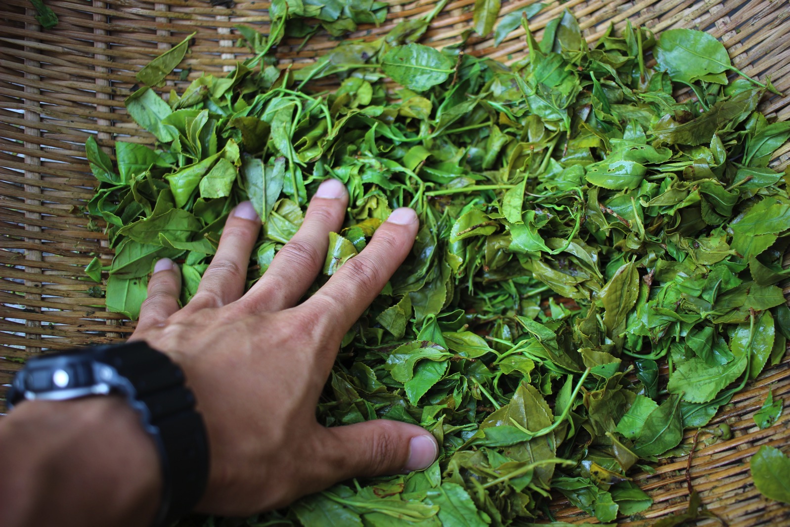 新芽を摘んで茶もみ体験をして出来上がったお茶っ葉をもらったこの上ない幸せ