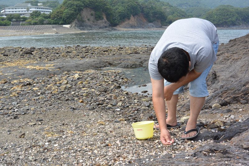 潮だまりへ、貝の採集に行ってきた